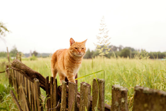 An inquisitive red tabby cat hunts while sitting on an old rustic wooden fence on an autumn day.