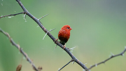 Strawberry finch or red avadavat (Amandava amandava)