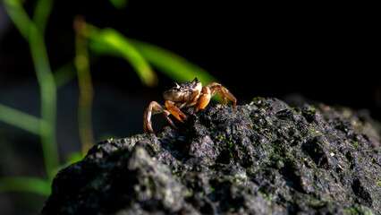 Freshwater crabs from western Ghats of India