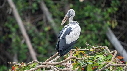 The Asian openbill or Asian openbill stork (Anastomus oscitans)