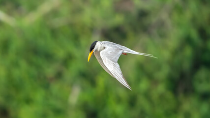 The Indian river tern or just river tern (Sterna aurantia)