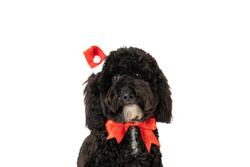 PNG, Funny Christmas dog, isolated on white background