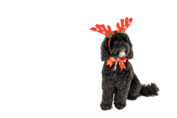 PNG, Christmas decorated dog isolated on white background