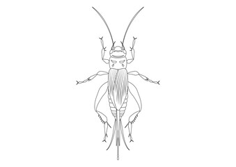 Black and White House Cricket Clipart. Coloring Page of House Cricket