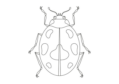 Black and White Beetle Vector Clipart. Coloring Page of a Beetle