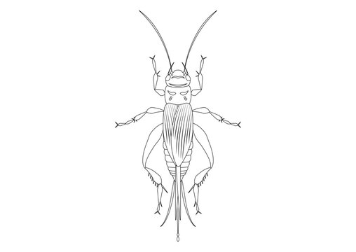 Black and White House Cricket Clipart. Coloring Page of House Cricket