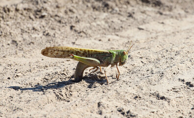 locust lays eggs in the sand at the edge of the field, pest control, pesticides, the insect reproduces