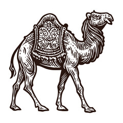 walking camel sketch