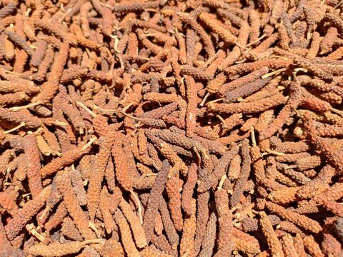 Dried organic India Long Pepper, Javanese Long Pepper, or Piper retrofractum Vahl grown in South of Thailand for cooking spice and medicinal herb , Indonesian spices called Chili Java
