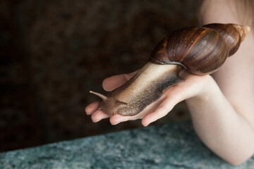 A large adult Achatina snail for cosmetic and medical procedures for skin regeneration, rejuvenation, lies on a woman’s hand. Image for beauty and cosmetology salons.