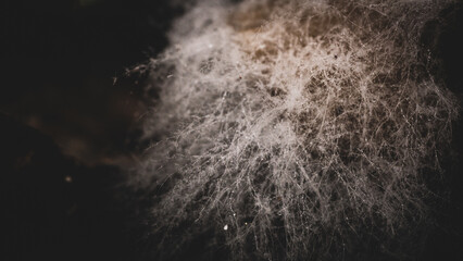 Fungus, white, from rotten mushrooms © Nipho Pittaya