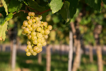 Fototapeta premium bunch of white grapes close-up