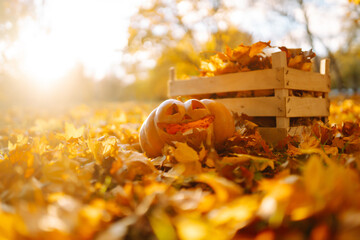 Funny Halloween pumpkins among the yellow fallen leaves in the autumn park. Holiday concept.