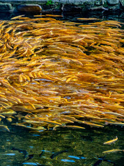Amberforellen im Fischbecken