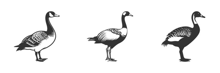 Canada goose silhouette. Black and white vector illustration. © Igor