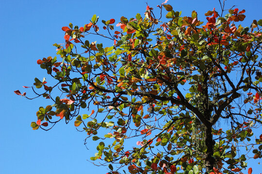 almond tree canopy with green and orange leaves over blue sky