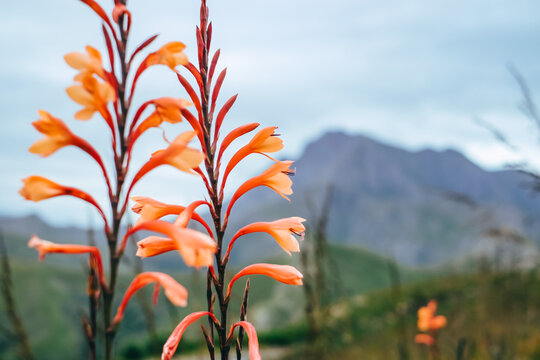 Wildflower Chasmanthe Floribunda Blooming in Mountain Landscape