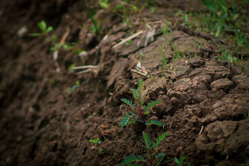 grass in the ground