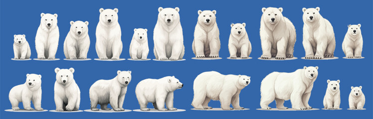 Set with different white polar bears