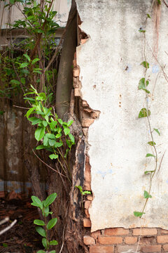 ruined wall of house with plant, roots and exposed bricks