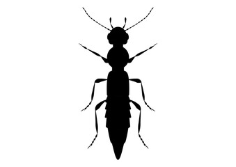 Black and White Paederus Beetle Clipart Vector isolated on White Background