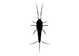 Black and White Thysanura Insect Vector Clipart