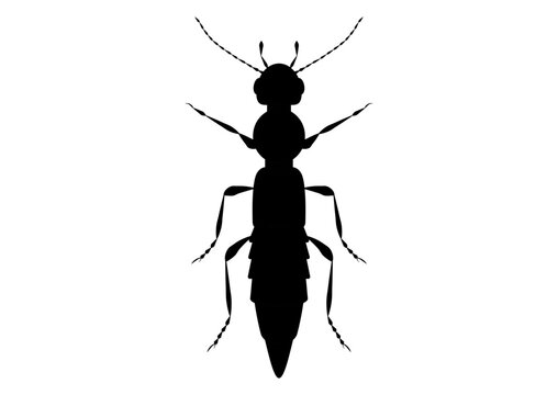 Black and White Paederus Beetle Clipart Vector isolated on White Background