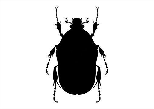 Black and White Protaetia Beetle Clipart