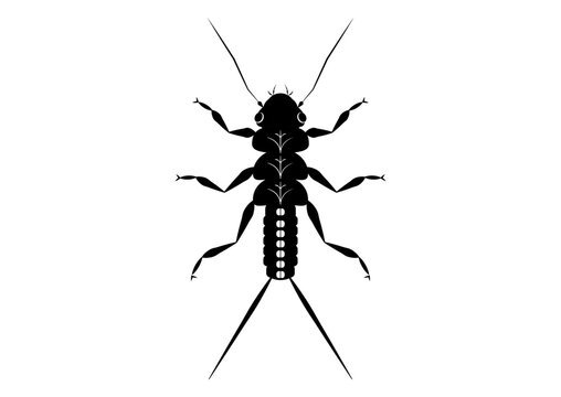 Black and White Stonefly Nymph Insect Clipart Vector isolated on White Background