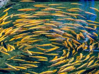 Amberforellen im Fischbecken