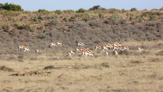  A herd of springbuck grazing in an open grassland