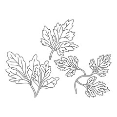 Parsley leaves black line, herbs doodle isolated on white background.