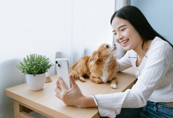 Happy young Asian woman taking selfie with lovely brown chihuahua dog, puppy kiss her face in living room at home. Technology lifestyle with pets. Friendly Dog, Friendship Concept - obrazy, fototapety, plakaty