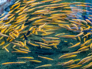 Amberforellen im Fischbecken