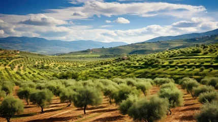 Gordijnen agriculture andalusian olive groves illustration grove grove, tree field, spain tree agriculture andalusian olive groves © sevector