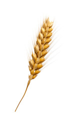 wheat ears isolated on white background