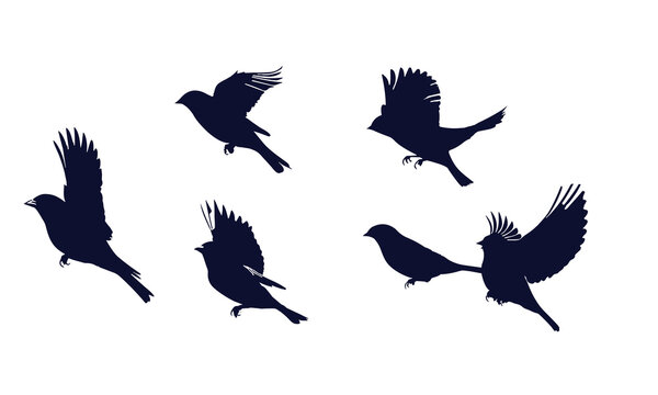 Birds Silhouette Vector. Birds Vector Illustration.