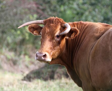 vaches et veaux du Limousin dans le pr&eacute;.