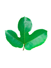 Fototapeta premium Passion fruit leaves, bright green,green white background