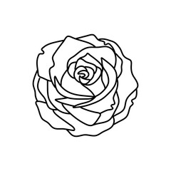 Hand drawn rose flower isolated on white background. stock vector illustration.