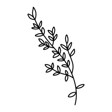 Hand drawn thyme branch with leaves, monochrome sketch style vector illustration isolated on white background