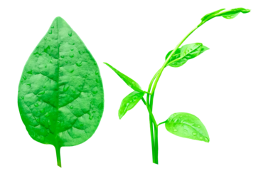 Spinach, herbal vegetable, spice plant, commonly used in cooking green white background transparent background png file