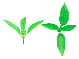 leaf Sweet Basil,leaf Common basil,spice plant Basil is commonly used in cooking because of its fragrant aroma. transparent background png file