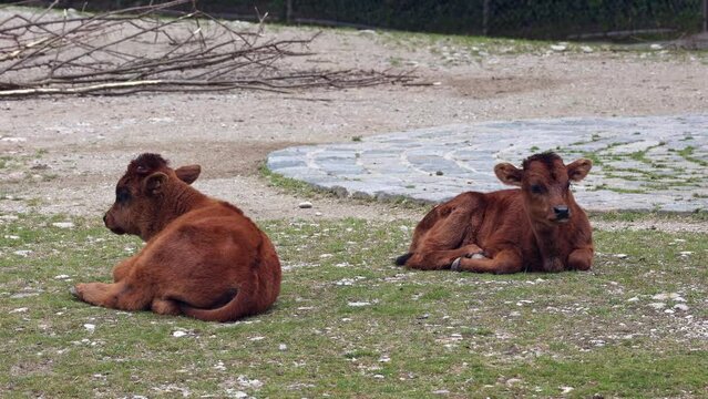 Baby Aurochs, Heck cattle, Bos primigenius taurus, claimed to resemble the extinct aurochs. Domestic highland cattle