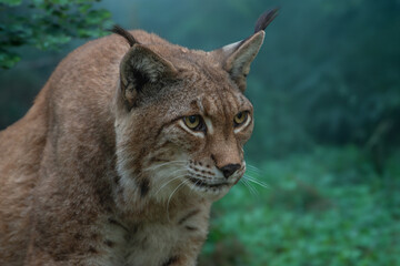 Luchs auf Beute