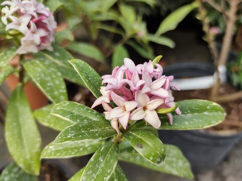 Daphne odora 'Aureomarginata'