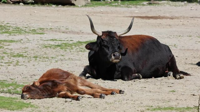 Baby Aurochs, Heck cattle, Bos primigenius taurus, claimed to resemble the extinct aurochs. Domestic highland cattle
