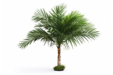 A picturesque palm tree with lush green fronds, symbolizing the beauty of tropical paradise in the summer.