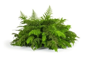 Lush green fern leaves in a natural forest environment, highlighting the intricate patterns and textures found in nature.