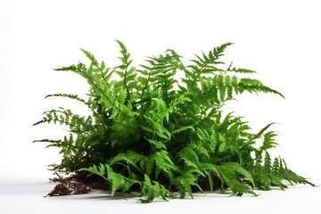 A lush botanical background of wild fern leaves, organic growth, and decorative foliage in nature.